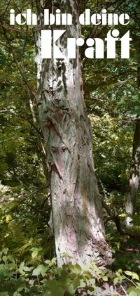 gottes wesen fotografie, wesen gottes engel, wesen gottes sichtbare, fotografie gottes wesen, baum wesen grusskarten, baumwesen fotokarten, naturwesen fotokarten, wir sind ein, heiliges wesen gottes