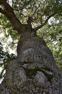 kraftbild-prometer-jesus-gottes-wort-bild-baum-bild-naturfotografie-wse