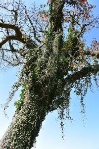 spirituelle-baum-fotografie-b&auml;ume-wandbilder-kraft-baum-botschaften-1